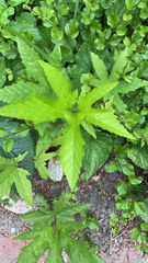 Rubus crataegifolius