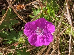 Geranium sanguineum