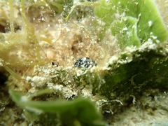 Camachoaglaja berolina