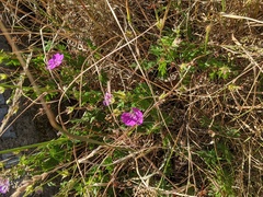 Geranium sanguineum