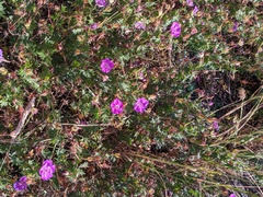 Geranium sanguineum