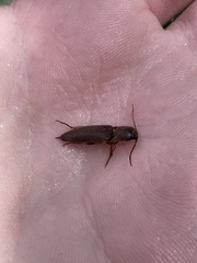 Diplostethus carolinensis