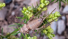 Steropleurus andalusius