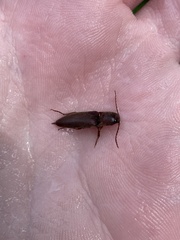 Diplostethus carolinensis