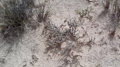 Xanthisma restiforme