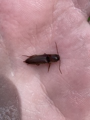 Diplostethus carolinensis