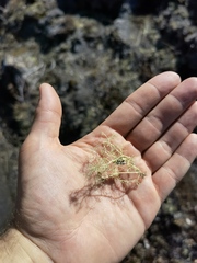 Alectoria ochroleuca