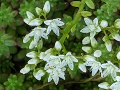 Sedum album