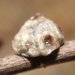 Ceroplastes sinensis