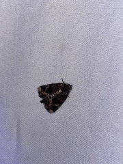 Homophoberia apicosa