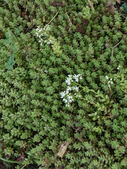 Sedum album