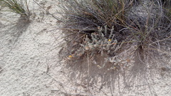 Xanthisma restiforme