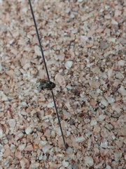 Clastoptera arborina