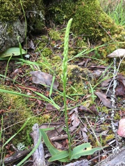 Platanthera ephemerantha