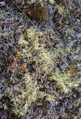 Alectoria ochroleuca