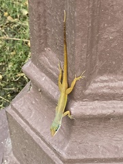 Anolis wattsii
