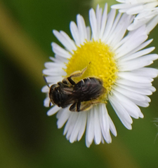 Andrena minutula