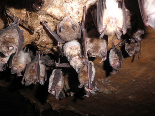 Representative image of Rhinolophus mehelyi