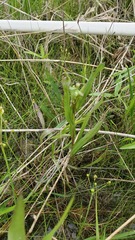 Platanthera lacera