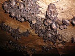 Rhinolophus mehelyi