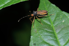 Anasa nigricollis