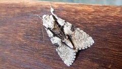 Acronicta funeralis