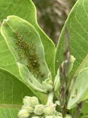 Aphis asclepiadis