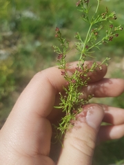 Galium rubrum