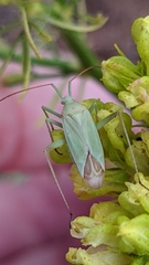 Thiomiris sulphureus