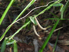 Glycine cyrtoloba