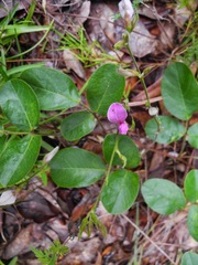 Galactia floridana
