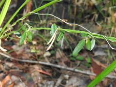 Glycine cyrtoloba