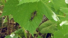 Temnostoma excentrica