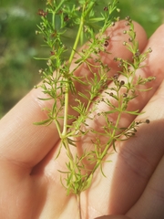 Galium rubrum