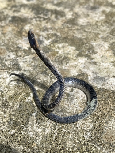 Lancini's Ground Snake