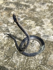 Atractus lancinii