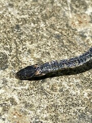Atractus lancinii