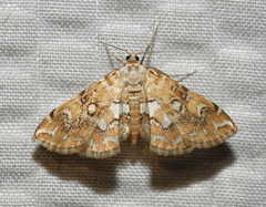 Elophila faulalis