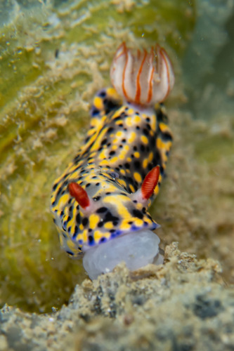 Painted Hypselodoris