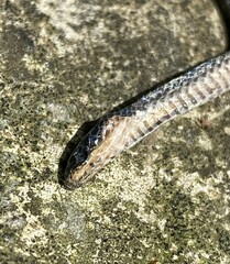 Atractus lancinii