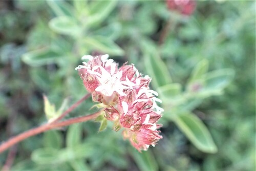 Image of Horkelia tridentata by no rights reserved