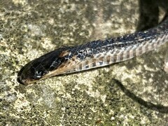 Atractus lancinii