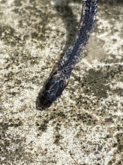 Atractus lancinii