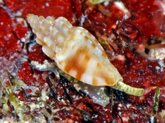 Eucithara