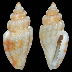Eucithara
