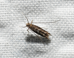 Neurobathra strigifinitella