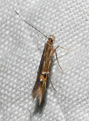 Cosmopterix fernaldella