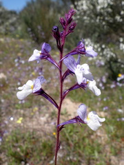 Linaria incarnata