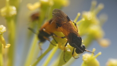 Arge cyanocrocea