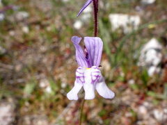 Linaria incarnata